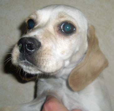 Daisy