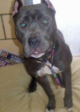 Zena