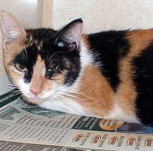 calico