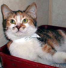 calico