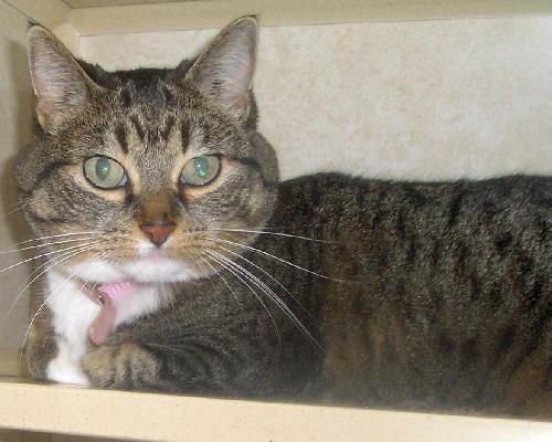 Tawny