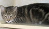 Izzy