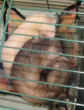 ferrets