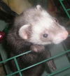 ferrets