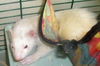 ferrets