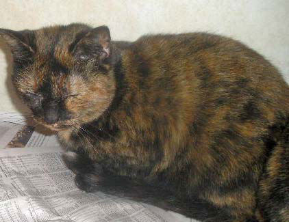 Calico