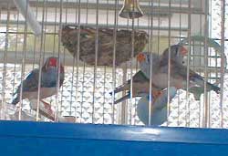 finches
