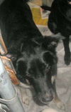Izzy