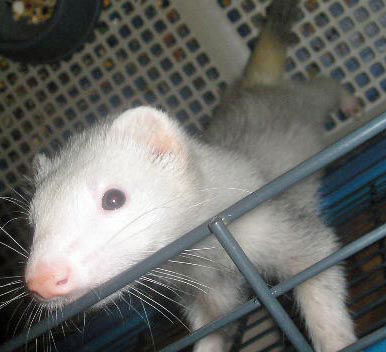 ferrets