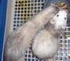 ferrets