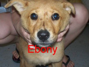 Ebony ARRIVING 6/26