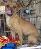 Sable ARRIVING 7/10