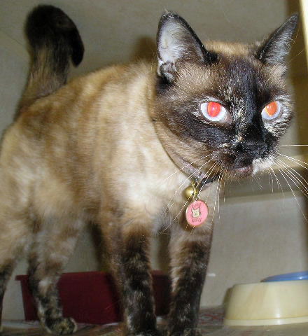 Isabella
