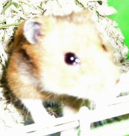 hamster