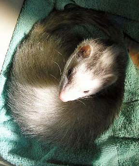 ferret