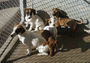 Jackie's pups