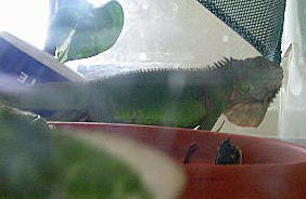 iguana
