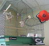 Finches
