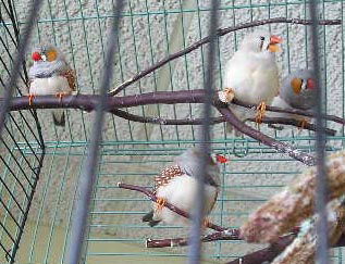 Finches