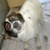 Fiona (also called Sandy)