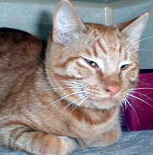 orange tabby