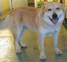 Dalton