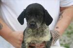Daphne's sibling ARRIVING 5/7