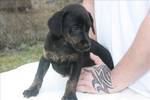 Daphne's sibling ARRIVING 5/7