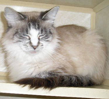 Tabitha