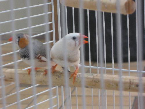 finches