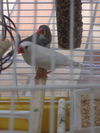 finches