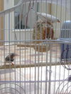 finches