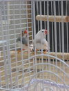 finches
