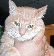 Filch