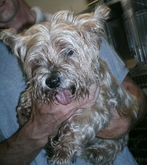 Yorkie