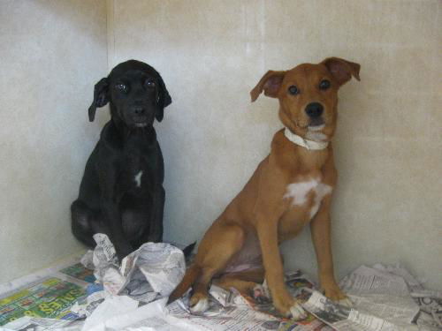 Lab Mix Pups