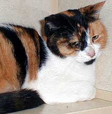 Calli