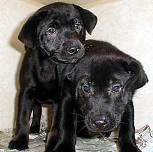 lab mix pups