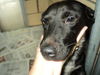Indra (ADOPTED!!!!!)