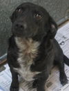 Indra (ADOPTED!!!!!)