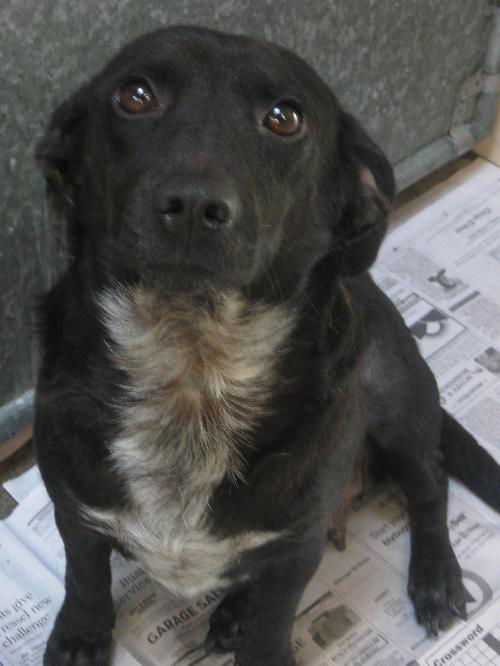 Indra (ADOPTED!!!!!)