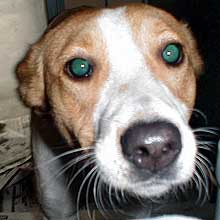 Daphne