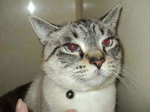 Tabitha
