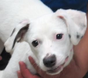 Flower ADOPTED