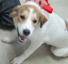 Daisy ADOPTED
