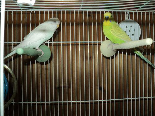 pair of keets! ADOPTED