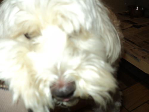 Teddy