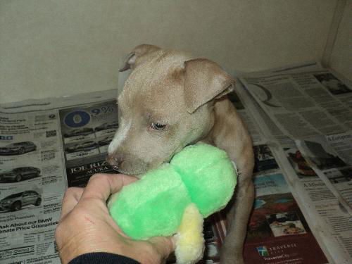 Tanner ADOPTED