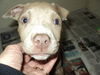 Tanner ADOPTED