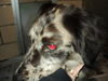 Daisy ADOPTED